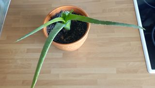Planta Aloe Vera con Maceta Naranja