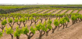 100 Injertos de Uva Viña tinta Bobal