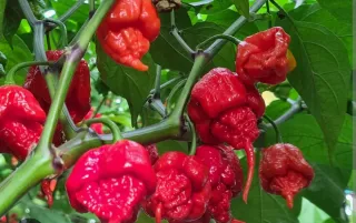 30 Semillas de Chile Carolina Reaper