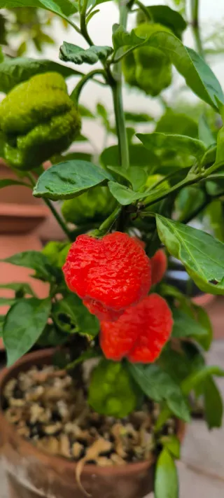 30 Semillas de Chile Carolina Reaper