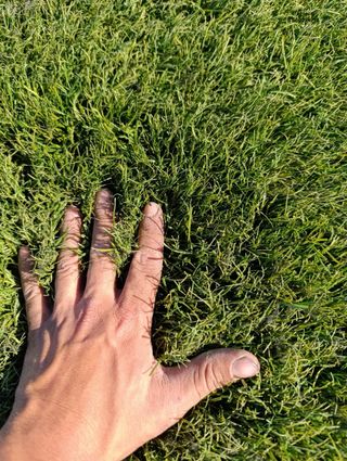 Césped artificial verde