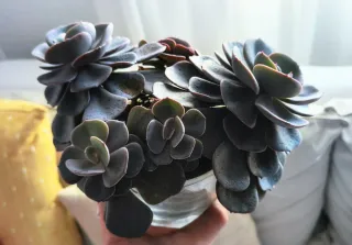 Preciosa suculenta en maceta