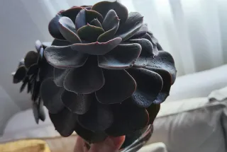 Preciosa suculenta en maceta