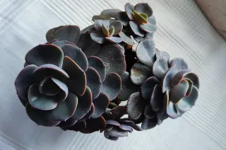 Preciosa suculenta en maceta