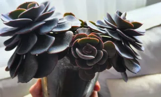 Preciosa suculenta en maceta