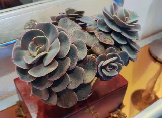 Preciosa suculenta en maceta