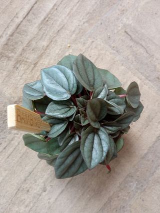 Planta de interior Peperomia Napoli GRIS Ø5