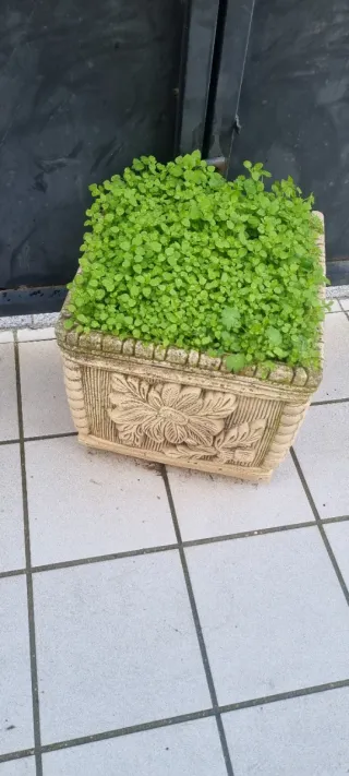 Maceta de concreto con diseño floral