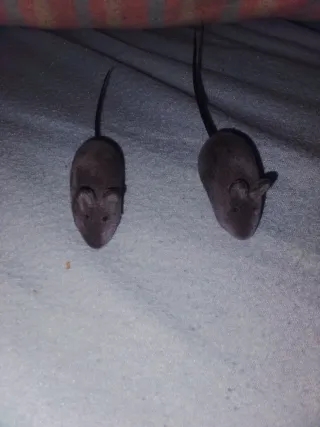 Dos ratas de juguete perfecta para asustar