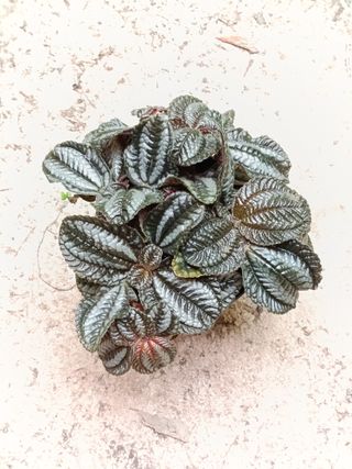 Pilea Norfolk Planta de interior Ø12