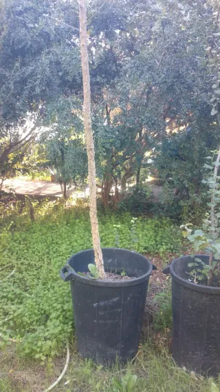 Dos moreras sin maceta