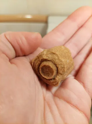 Fóssil Estromatólito