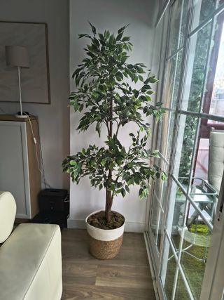 Planta Ficus Artificial IKEA