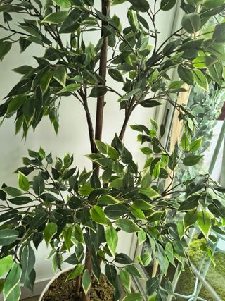 Planta Ficus Artificial IKEA