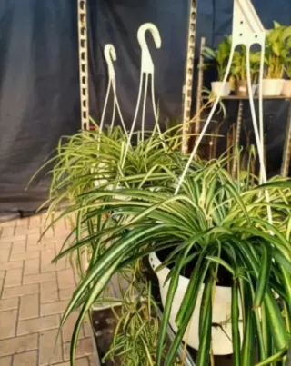 Pianta Ragno Chlorophytum