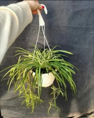 Pianta Ragno Chlorophytum