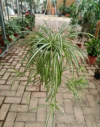 Pianta Ragno Chlorophytum