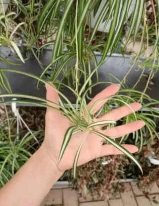 Pianta Ragno Chlorophytum