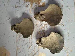 Tirador antiguo bronce latón mueble vintage concha