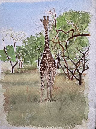 Acquerello con giraffa