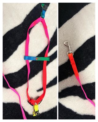 Arnés + correa de colores para mascota ajustable.