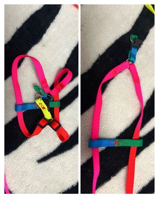 Arnés + correa de colores para mascota ajustable.