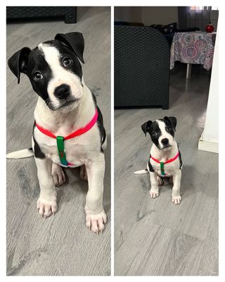 Arnés + correa de colores para mascota ajustable.