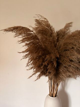 20 Ramas de Pampa Secas