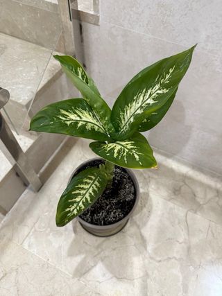 Diefembachia Tropic Lemon Planta Interior