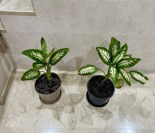 Diefembachia Tropic Lemon Planta Interior