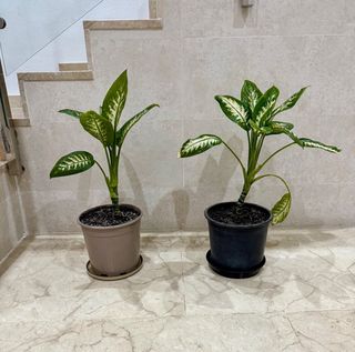 Diefembachia Tropic Lemon Planta Interior