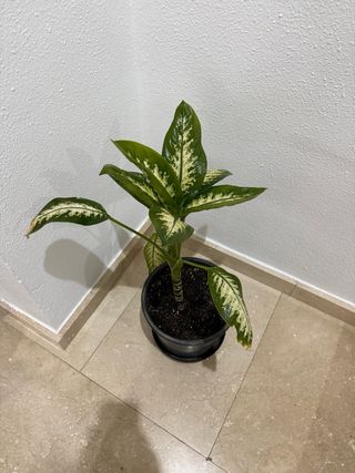 Diefembachia Tropic Lemon Planta