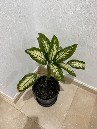 Diefembachia Tropic Lemon Planta