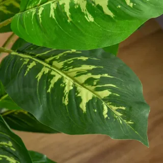 Planta Artificial Aglaonema 95cm