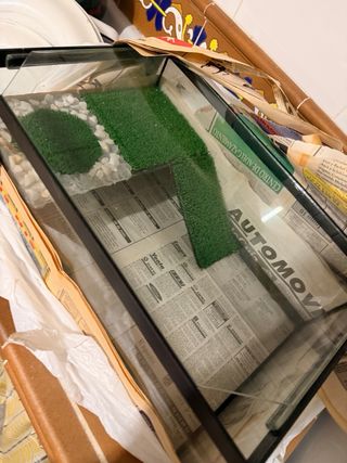 Terrario Tortuga con césped y piedras