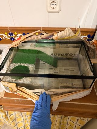 Terrario Tortuga con césped y piedras