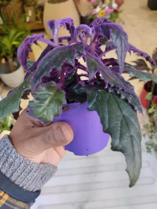 Gynura Aurantiaca Planta Morada