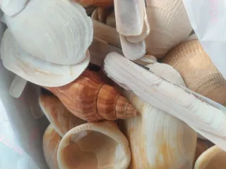 Lote 1,5kg Conchas Variadas