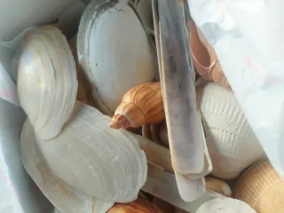 Lote 1,5kg Conchas Variadas