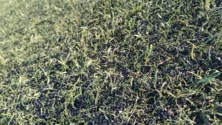 Venta Césped artificial reciclado