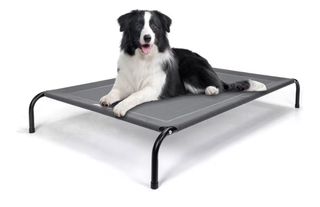 Cama elevada para perro