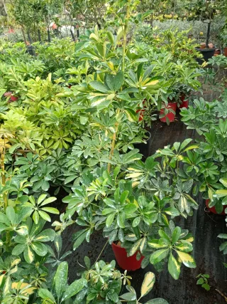 Schefflera variegata in vaso 18