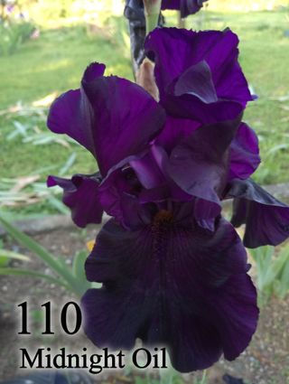 1 rizoma Iris Germanica a scelta colori