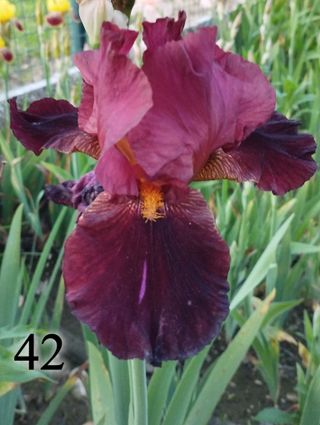 1 rizoma Iris Germanica a scelta colori