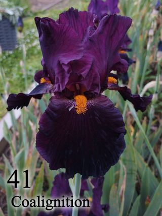 1 rizoma Iris Germanica a scelta colori