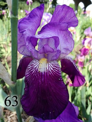 1 rizoma Iris Germanica a scelta colori