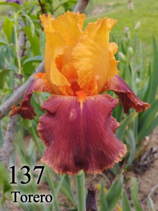 1 rizoma Iris Germanica a scelta colori