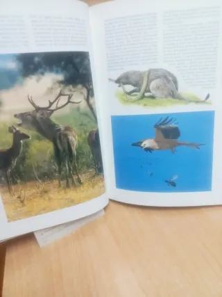 Naturaleza de España un tesoro para el año 2000