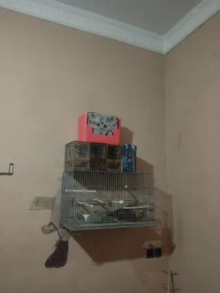 Jaulas grandes y pequeñas para pájaro