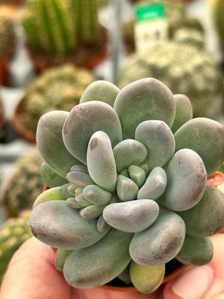 Echeveria S.ID Suculenta